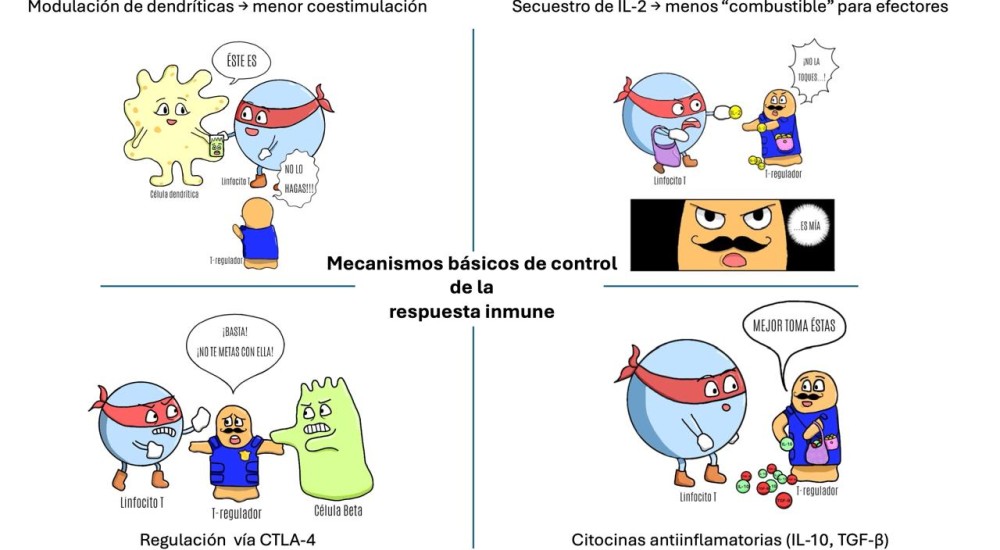 De los “linfocitos T supresores” al Premio Nobel: medio siglo para domesticar la tolerancia inmunológica