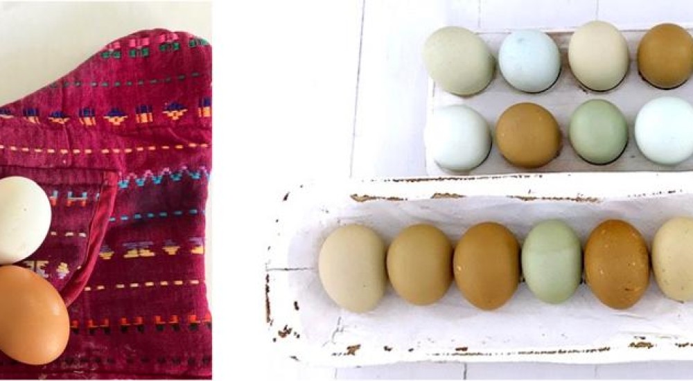 Una historia de huevos