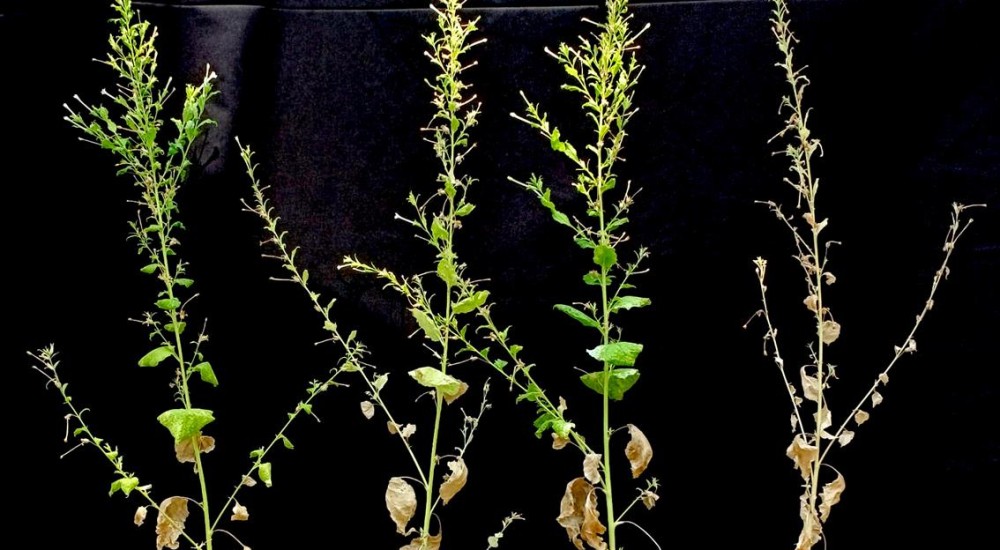 En la salud y en la enfermedad: las levaduras en las plantas