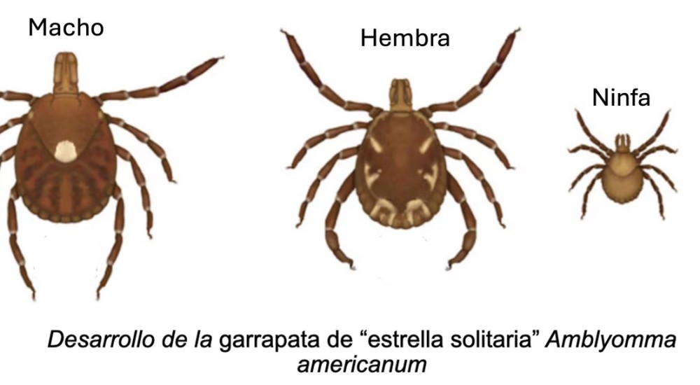 Cómo me volví alérgico a la carne asada y como evitar que te ocurra a ti