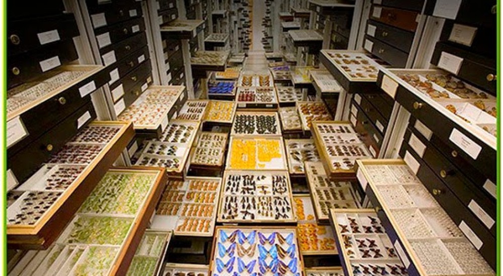 Las colecciones biológicas: más que un cúmulo de objetos