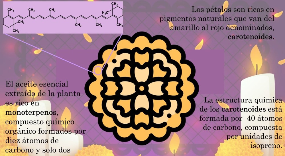 La flor de cempasúchil