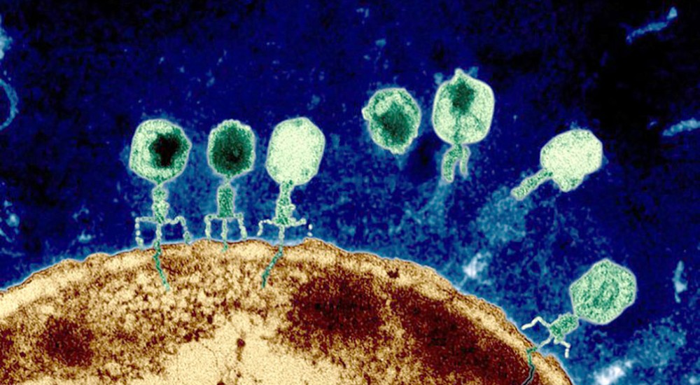 El huevo o la gallina: ¿Aplicación de la ciencia o ciencia aplicada? (Primera Parte)