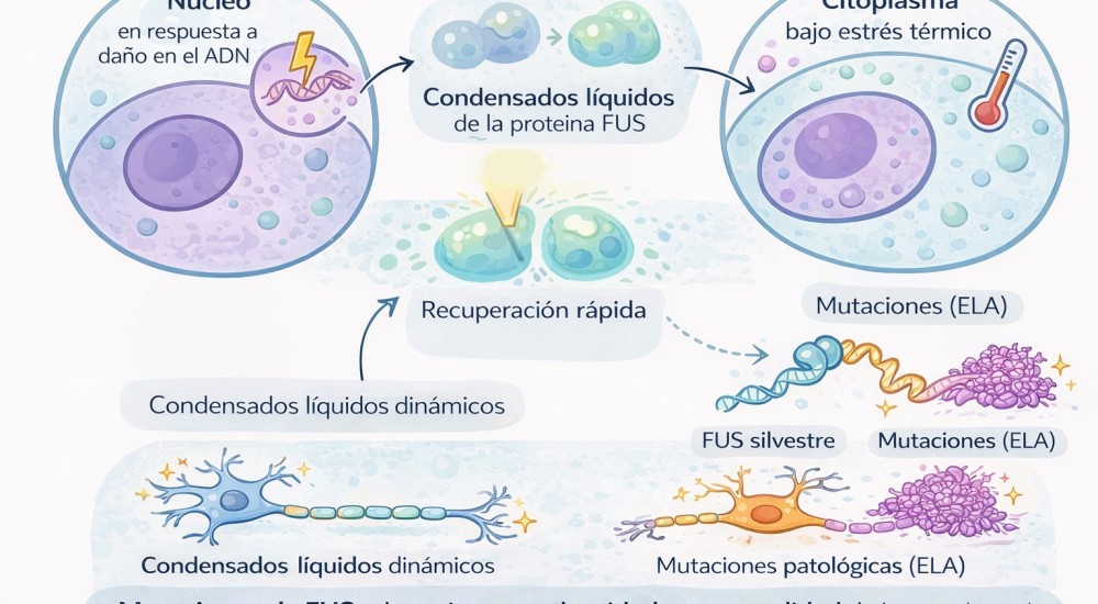 Condensados biomoleculares: ¿la vida organizada en gotas? (Parte II)