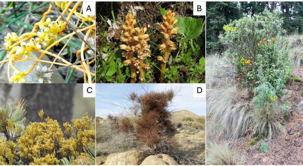 Tendiendo puentes: el fascinante caso de las plantas parásitas