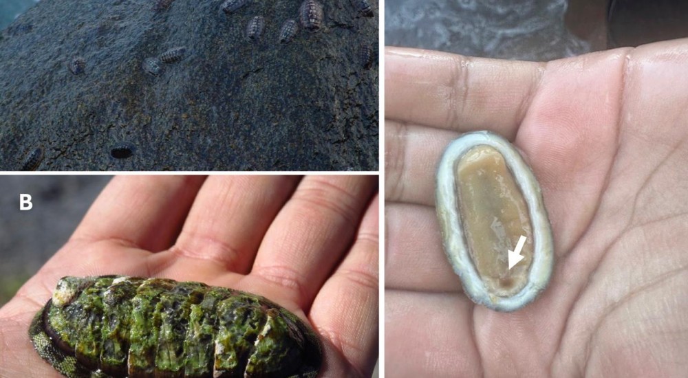 Los dientes más duros