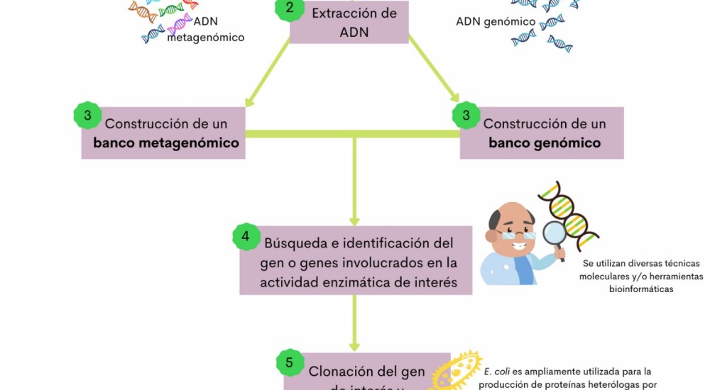 El océano, fuente potencial de compuestos bioactivos: enzimas lipolíticas y su aplicación biotecnológica