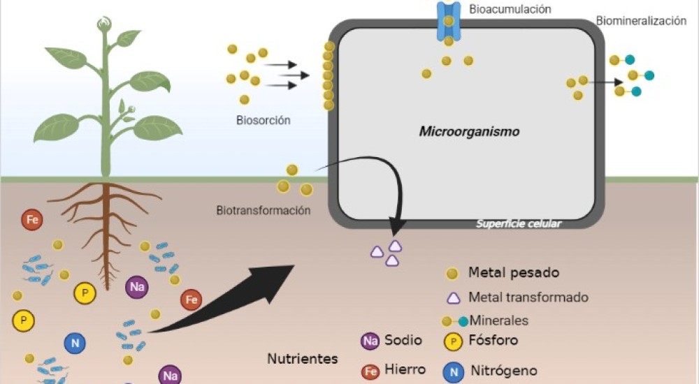 Microrganismos benéficos para la agricultura como aliados ante la contaminación de los suelos por metales pesados