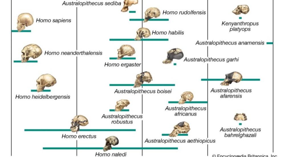 Premio Nobel de Medicina y Fisiología 2022: Buscando a nuestros ancestros