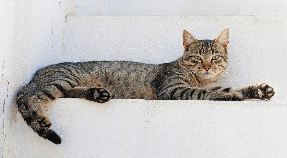 Los dedos de un gato