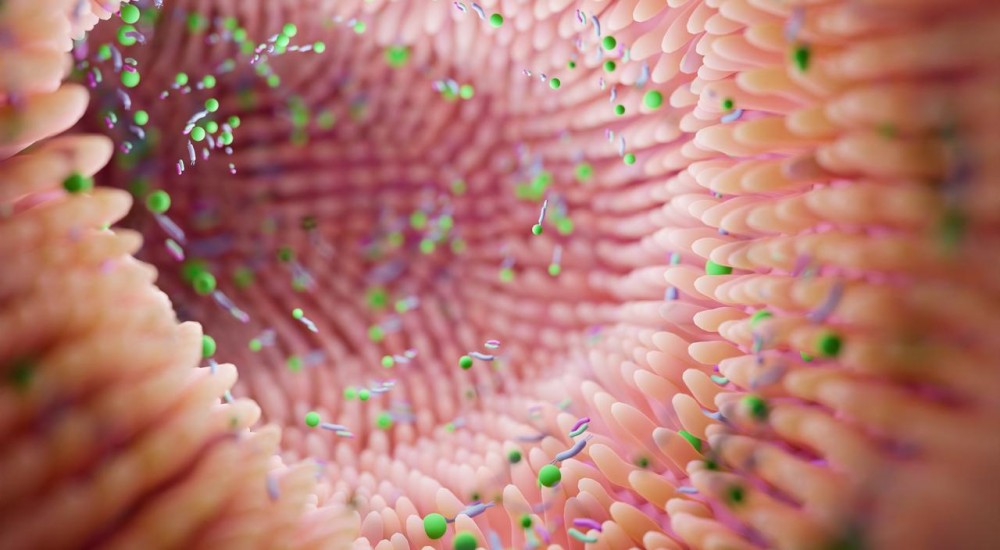 Azúcar: ¿exceso calórico o fuente de prebióticos?